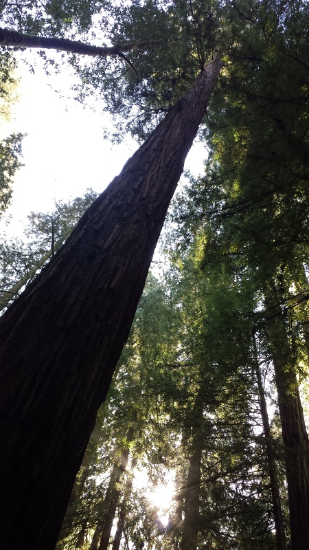 2014-02-16 12.17.14.jpg - Tall redwood inside Armstrong State Park